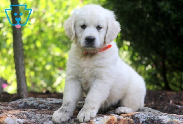 Navy English Cream Golden Retriever image