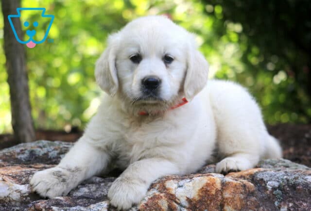 Navy English Cream Golden Retriever2 image