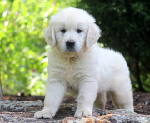 Necco English Cream Golden Retriever
