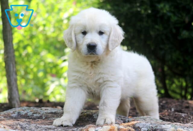 Necco English Cream Golden Retriever image