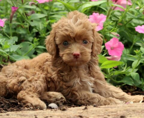 Nelly Cockapoo2