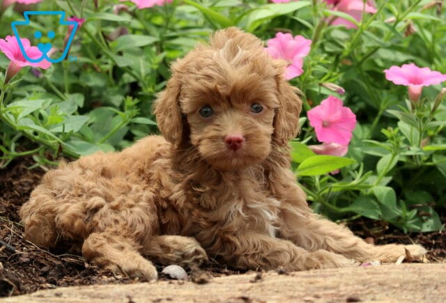Nelly Cockapoo2 image