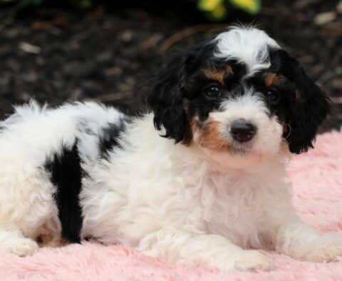 Nia Cavapoo