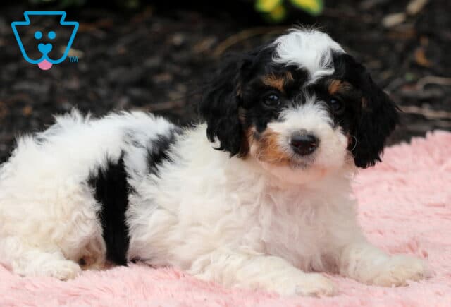 Nia Cavapoo image