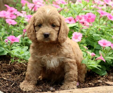 Nick Cockapoo
