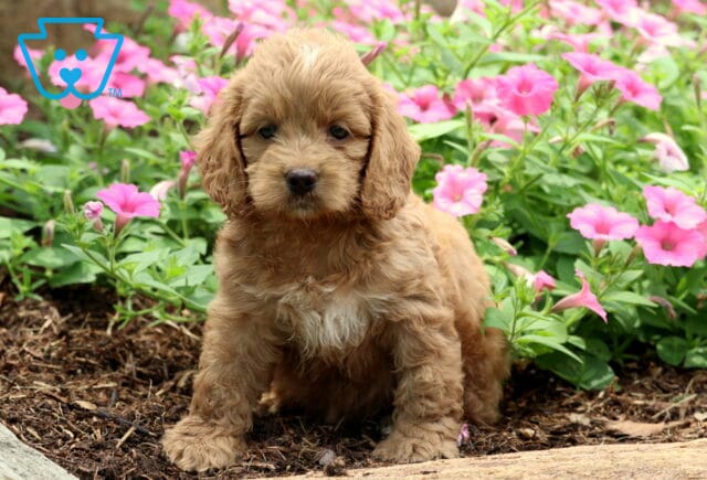 Nick Cockapoo image