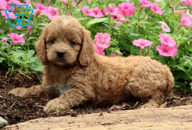 Nick Cockapoo2 image