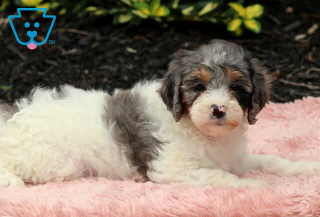 Nikki Cavapoo image