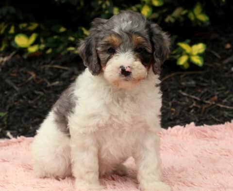 Nikki Cavapoo2