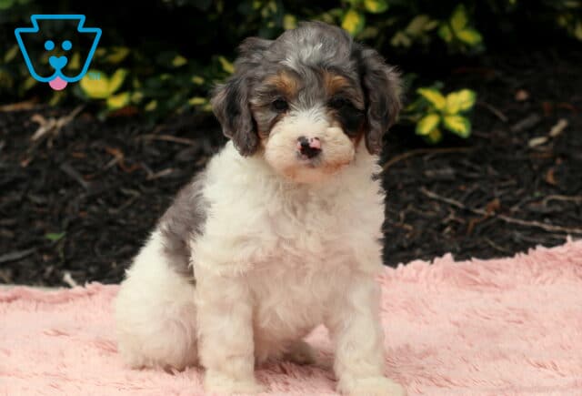 Nikki Cavapoo2 image