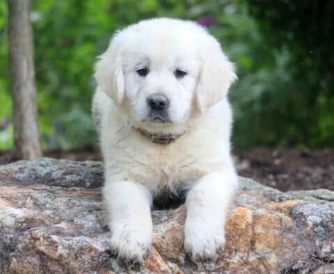 Nikki English Cream Golden Retriever