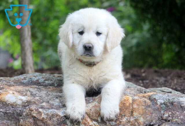 Nikki English Cream Golden Retriever image