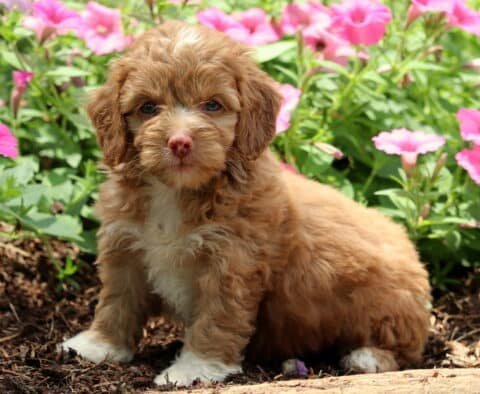 Nina Cockapoo