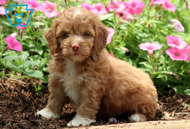Nina Cockapoo image