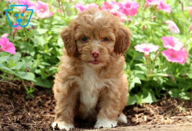 Nina Cockapoo2 image
