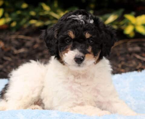 Noodle Cavapoo