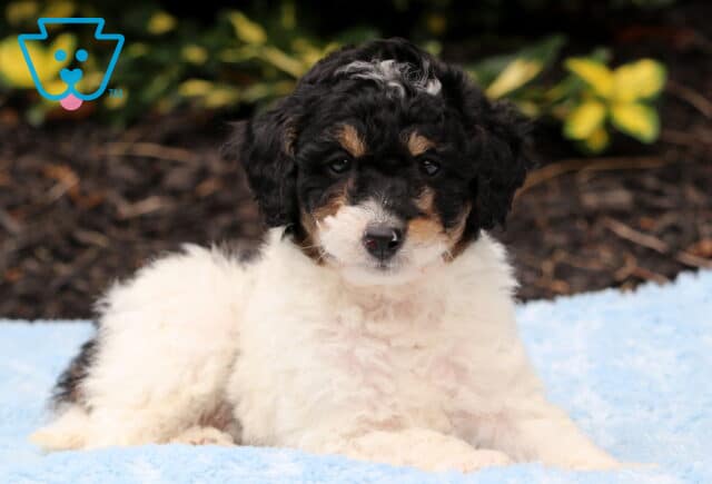 Noodle Cavapoo image