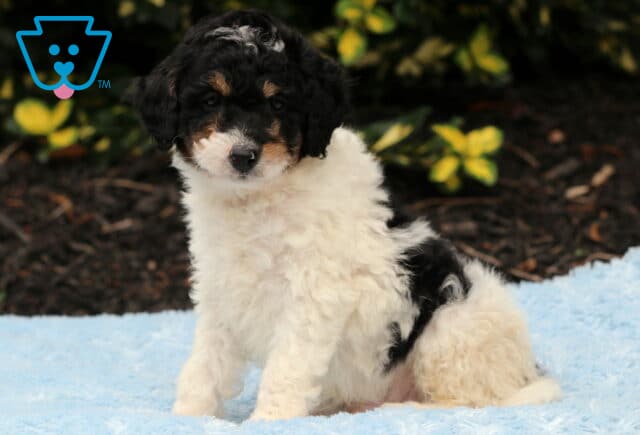 Noodle Cavapoo2 image