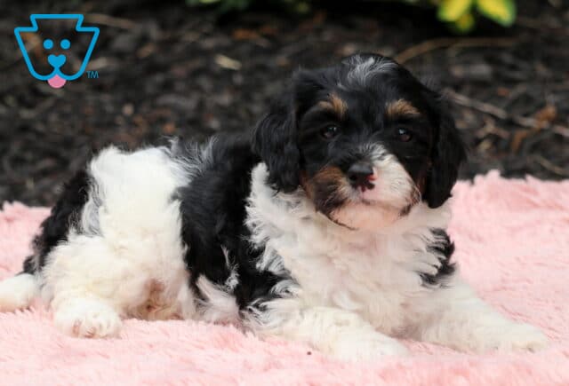 Nori Cavapoo image