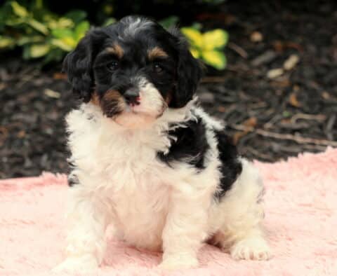 Nori Cavapoo2