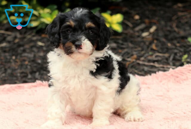 Nori Cavapoo2 image