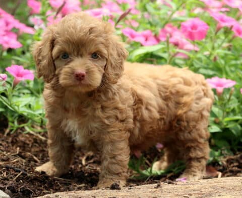 Nori Cockapoo2