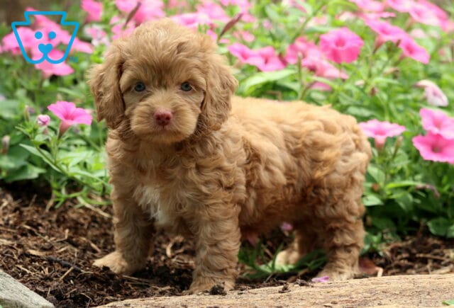 Nori Cockapoo2 image