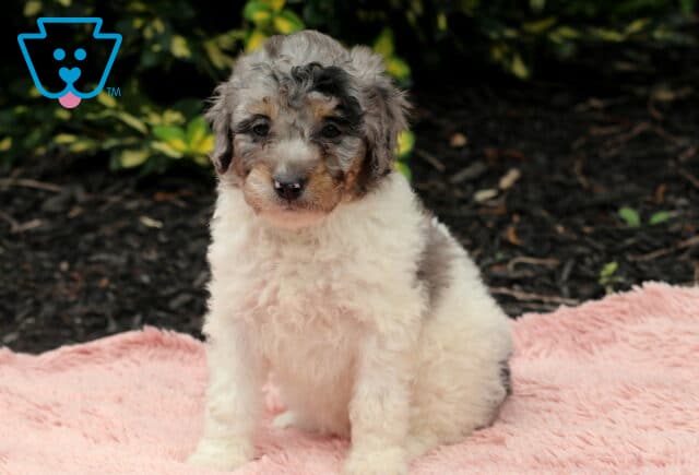 Nova Cavapoo image