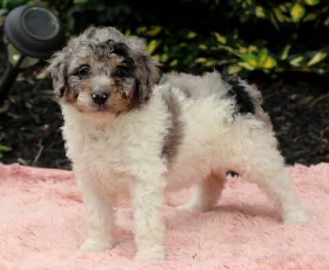 Nova Cavapoo2
