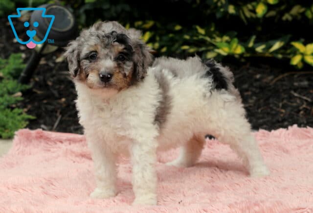 Nova Cavapoo2 image
