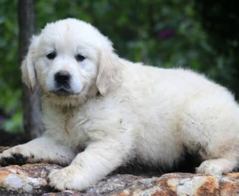 Nova English Cream Golden Retriever