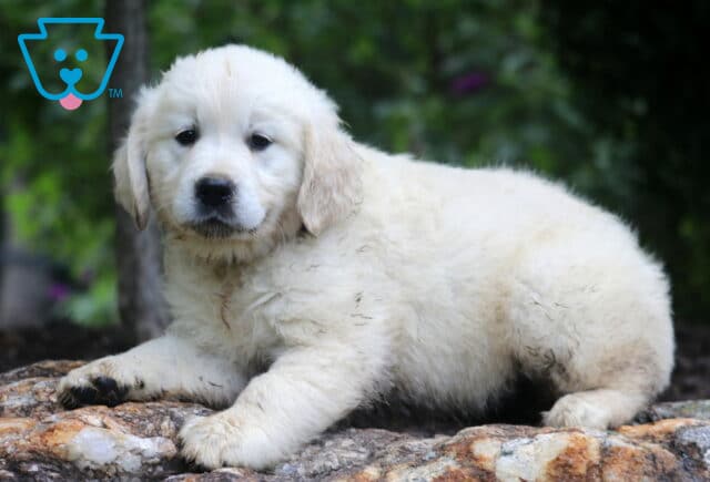 Nova English Cream Golden Retriever image