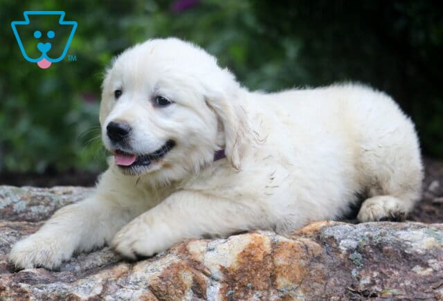 Nova English Cream Golden Retriever2 image