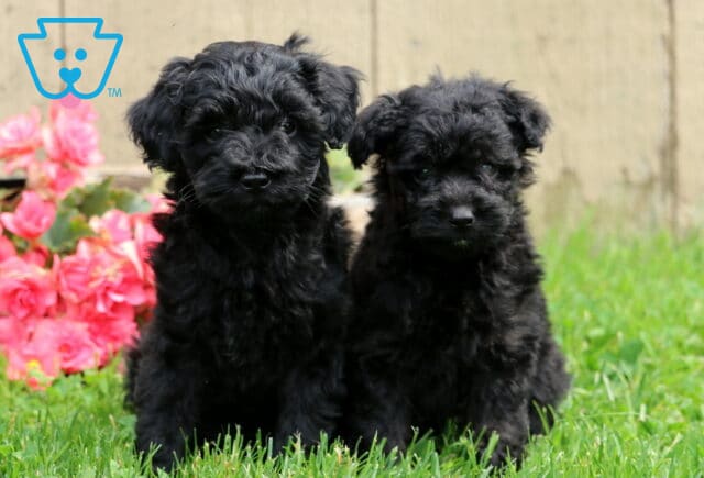 O Litter Mini Aussiedoodle Group image