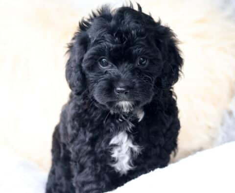 Oats Cavapoo
