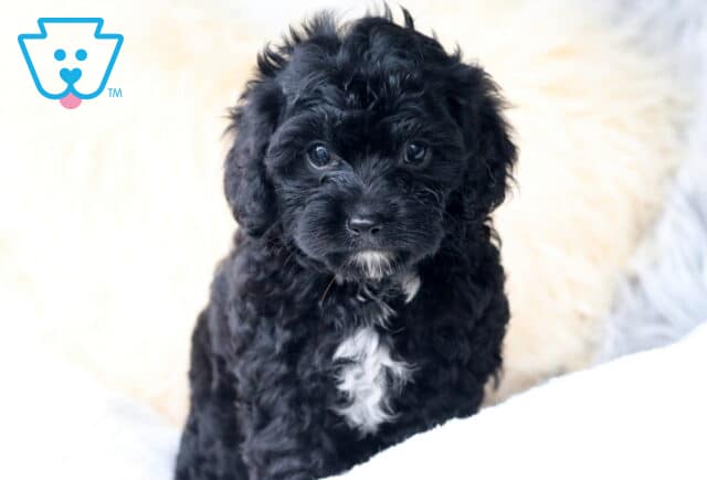 Fluffy black Cavapoo puppy with a white chest patch, sitting upright on a cozy white blanket and gazing sweetly into the camera. image