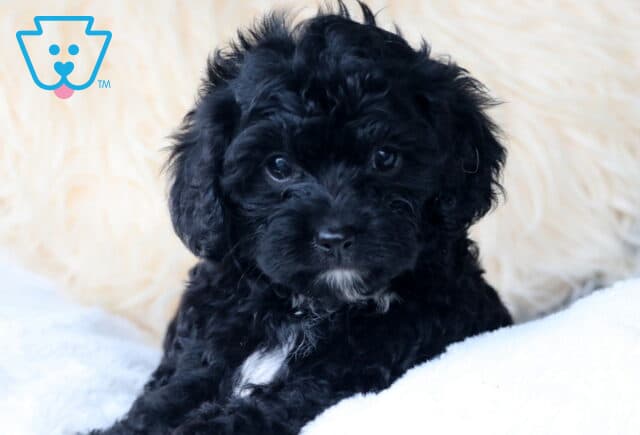 Black Cavapoo puppy with soft curls and a small white patch on its chest, lying on a fluffy white blanket and looking calmly at the camera. image