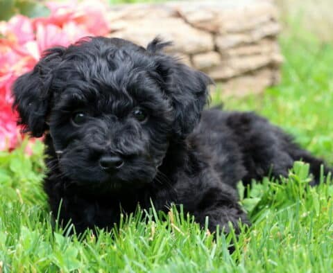Oats Mini Aussiedoodle