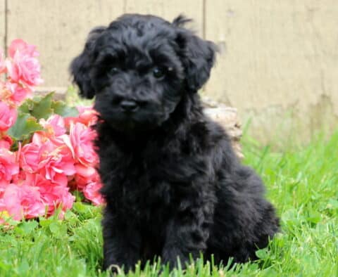 Fluffy black Mini Aussiedoodle puppy sitting in green grass beside bright pink flowers, gazing curiously at the camera with a soft, alert expression.