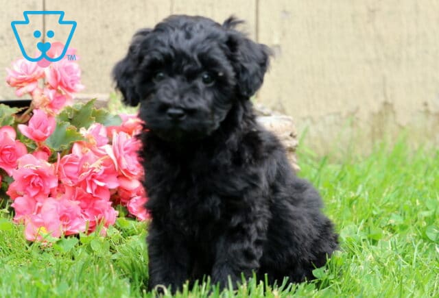 Oats Mini Aussiedoodle2 image