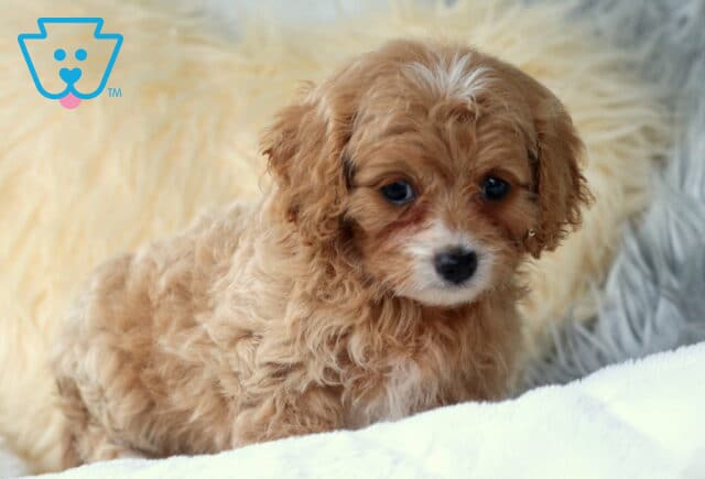 Olive Cavapoo2 image