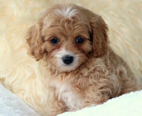 Olive Cavapoo3