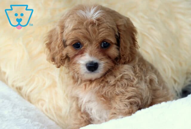 Olive Cavapoo3 image