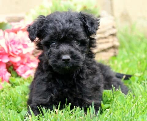 Olive Mini Aussiedoodle