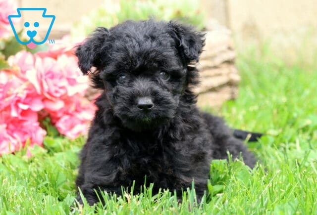 Olive Mini Aussiedoodle image