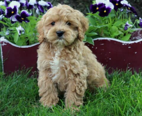 Oliver Cockapoo2