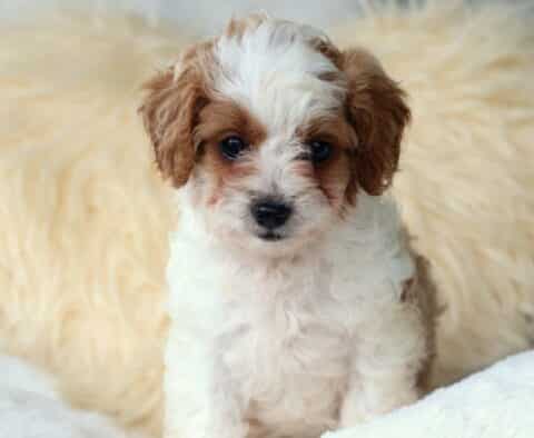 Olivia Cavapoo