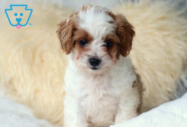 Olivia Cavapoo image
