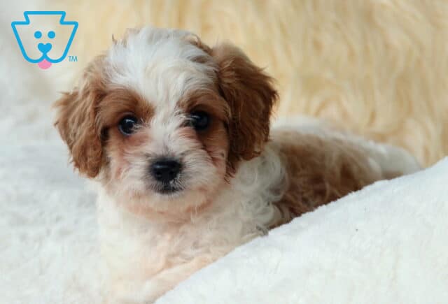 Olivia Cavapoo2 image