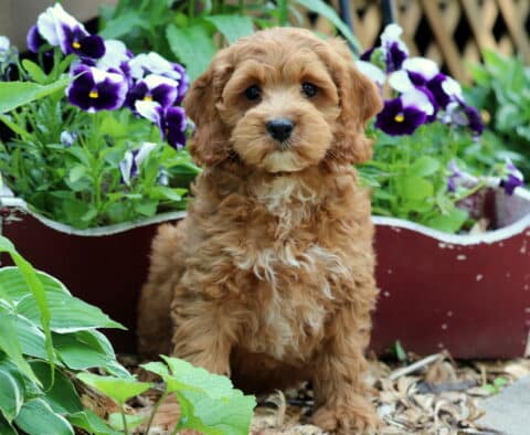 Oreo Cockapoo